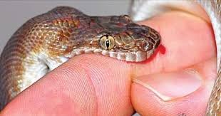 सर्पदंशबाट किशोरीको मृत्यु