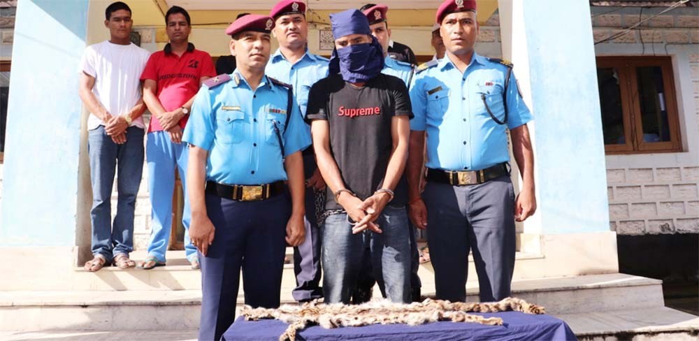 बाघको छालासहित सशस्त्र प्रहरी जवान पक्राउ