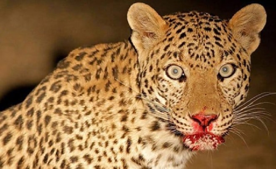 चितुवाको आक्रमणवाट एक बालकको मृत्यु