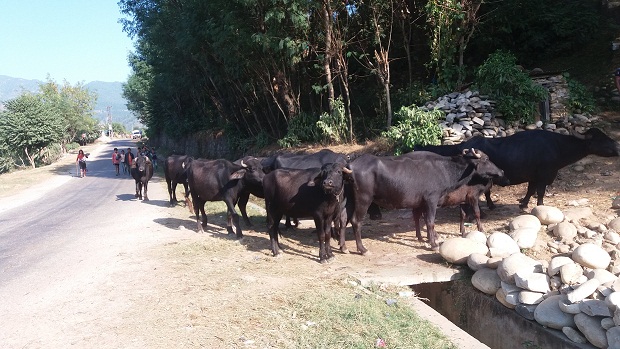 सुदूरपश्चिमका भैँसी चीन र भियतनामसम्म