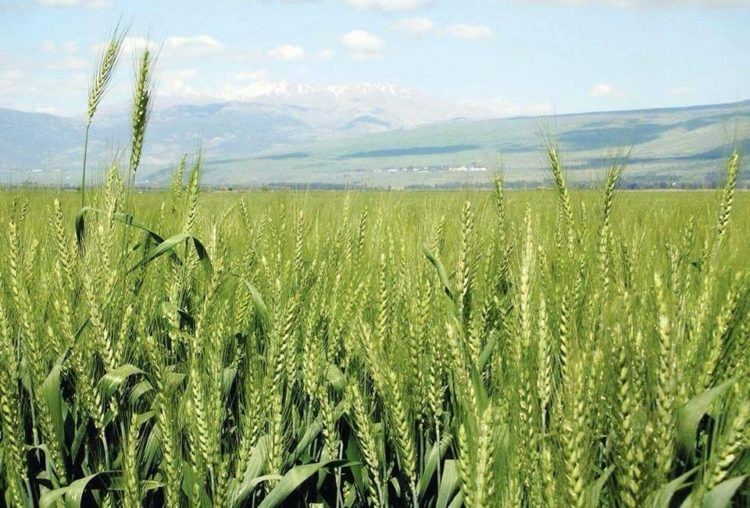 गहुँ सुपरजोन परियोजना क्षेत्रमा सिँचाई छैन्