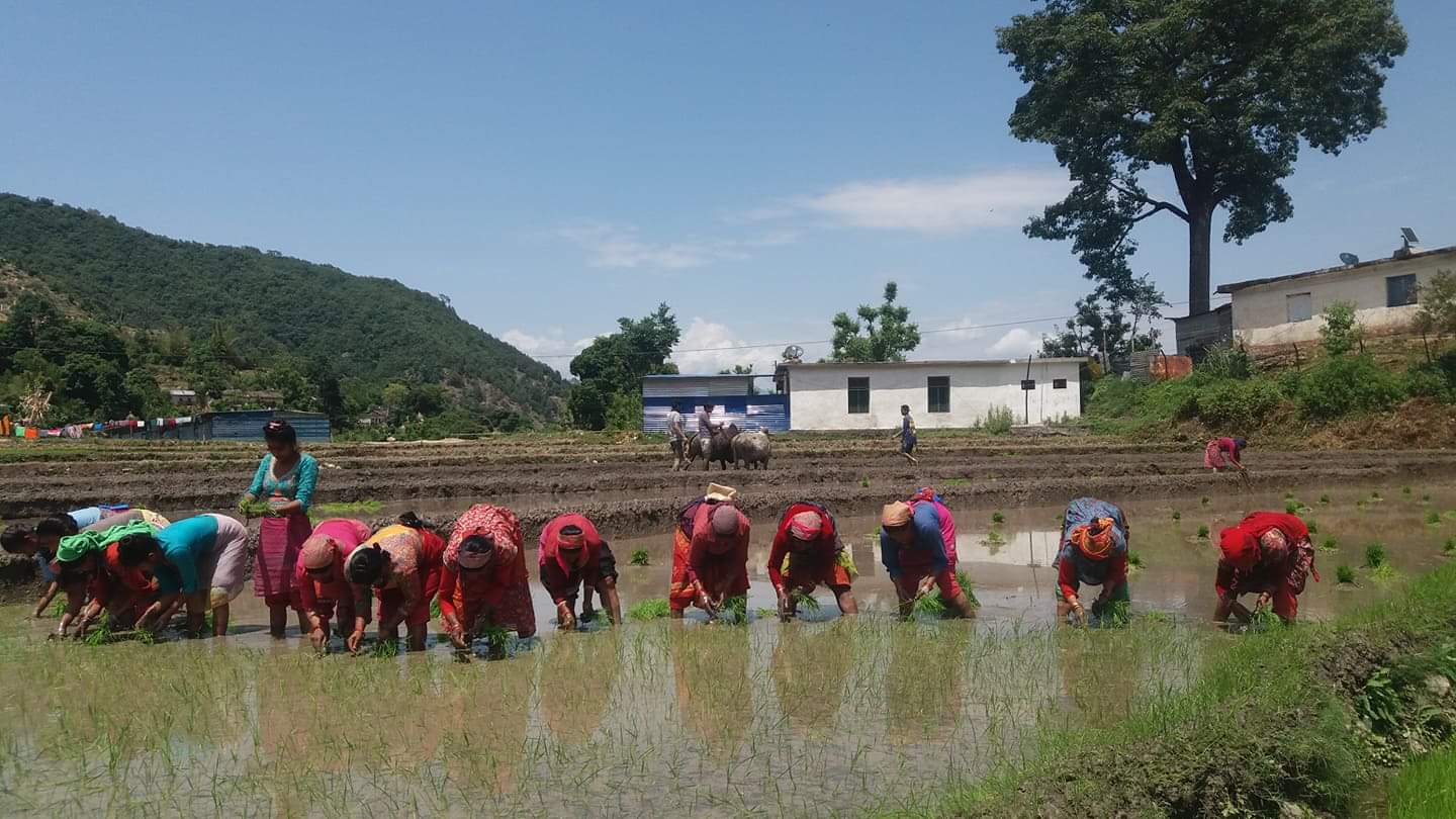 कोरोना महामारीविच ‘राष्ट्रिय धान दिवस’ मनाईदैं