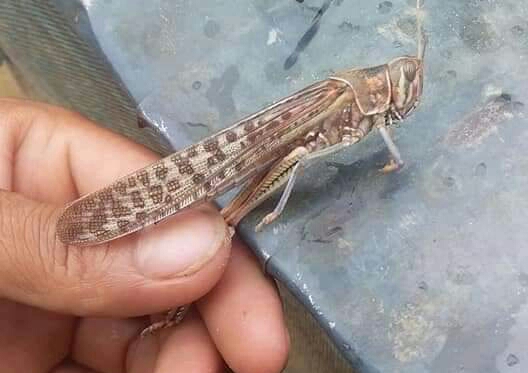 डोटीमा पनि देखियो सलह किरा