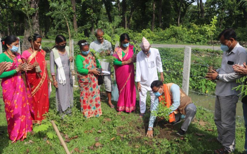 धनगढी उपमहानगरको वडा नम्बर १७ लाई आँप गाउँ बनाउने