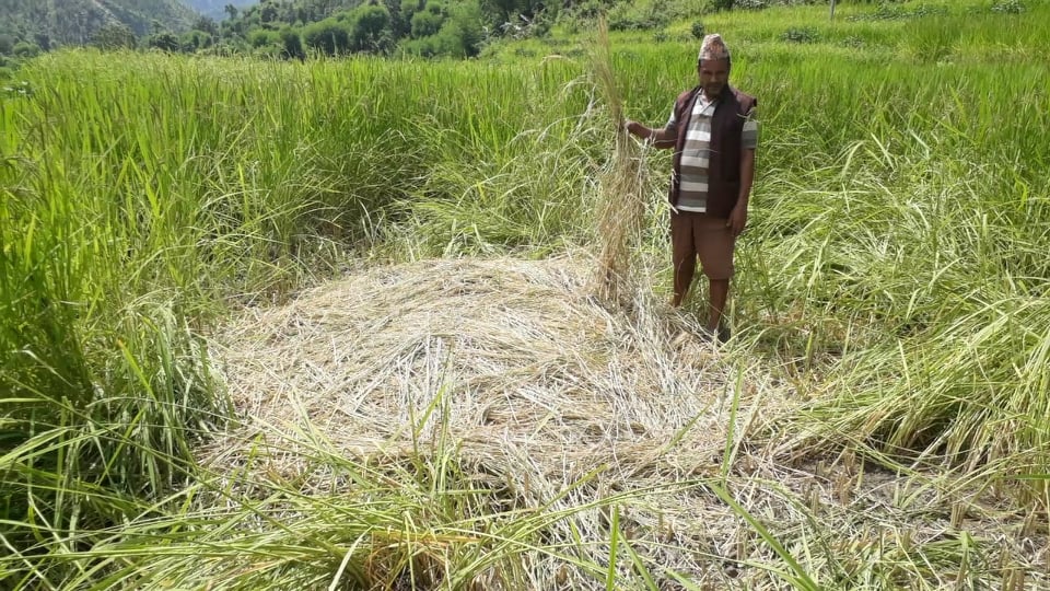 जंगली जनावरले धानबाली नष्ट गर्न थालेपछि किसान चिन्तीत