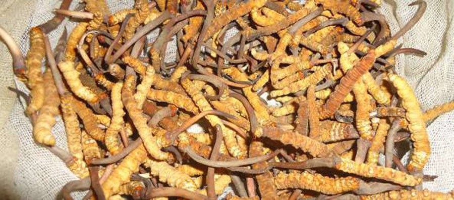 दार्चुलामा बेवारिसे यार्सागुम्बा बरामद