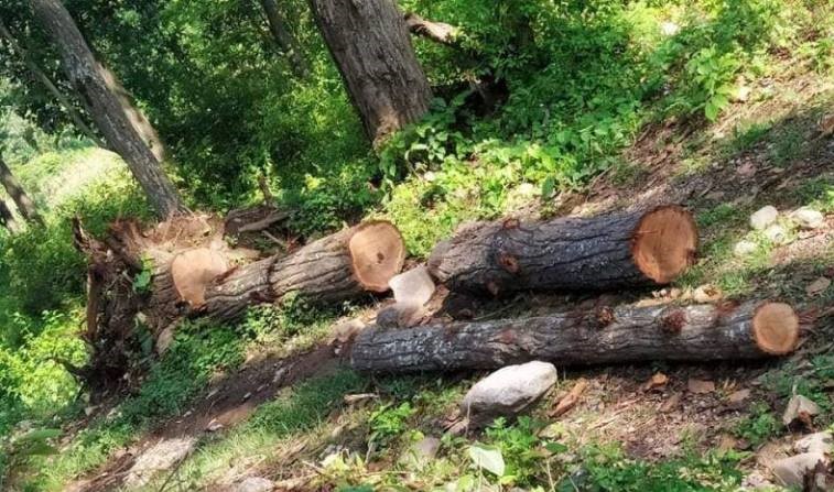 सडकका नाममा अवैध वन फँडानीको संसदीय समितिद्वारा स्थलगत अध्ययन