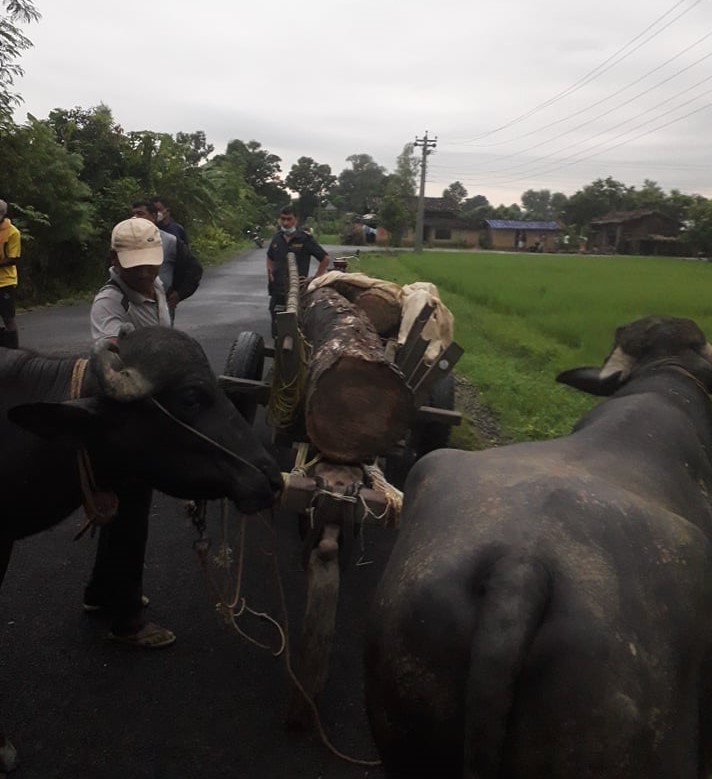 अबैध काठसहित दुई जना पक्राउ