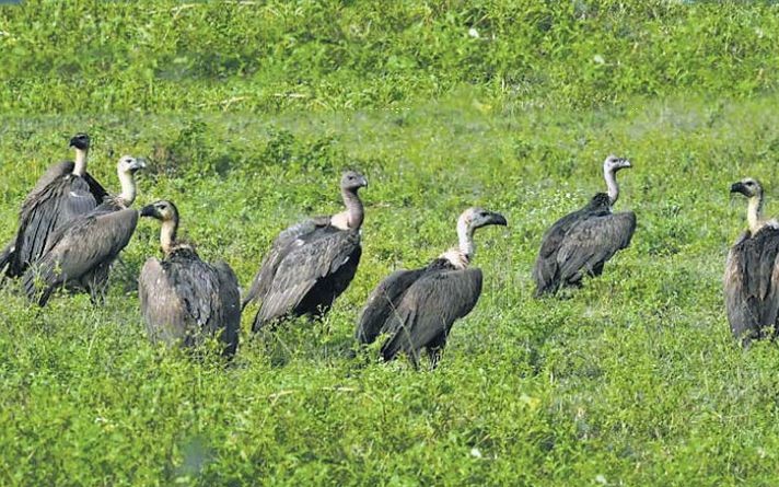 बैतडीमा गिद्ध लोप हुँदै, जाजरकोटमा गिद्ध सँगै गुँडको गणना