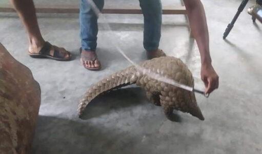 कैलालीमा अति लोपोन्मुख वन्यजन्तु साल माछा फेला