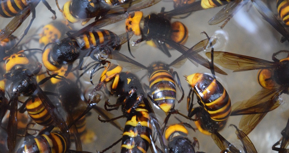 अरिङ्गालको टोकाइबाट बझाङमा बालकको मृत्यु