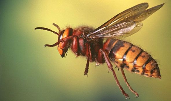 सायल गाउँपालिकामा अरिङ्‍गालले चिल्दा दिदी-बहिनीको मृत्यु