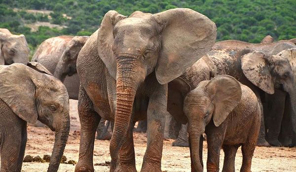 कृष्णपुरमा जंगली हात्तीले छावा जन्मायो, छावा कुलोमा फसेपछि हात्तीको बथानले गरे उद्धार