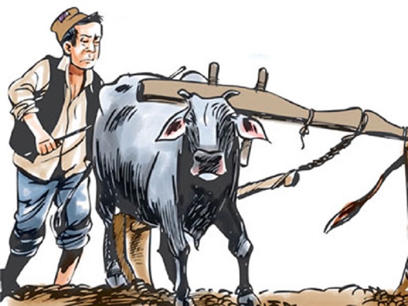 परिचयपत्र नपाएको डोटीका मुक्त हलियाको गुनासो