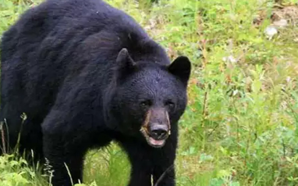 डोटीमा भालुको आक्रमणबाट एक बालक घाइते