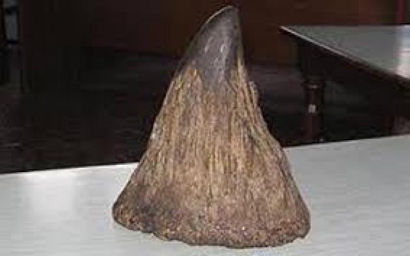 गैँडाको खागसहित एक जना पक्राउ