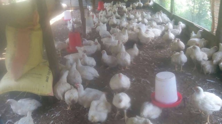 नेपालमा फेरि भेटियो बर्ड फ्लू , कुखुरा र दाना नष्ट