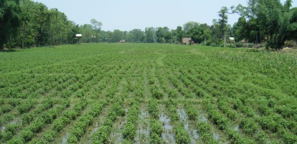 जडीबुटीका रूपमा प्रयोग हुने मेन्था खेती किसानको रोजाइ