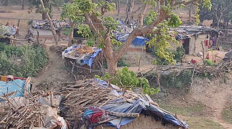 कञ्चनपुरमा वन अतिक्रमण बढ्दै