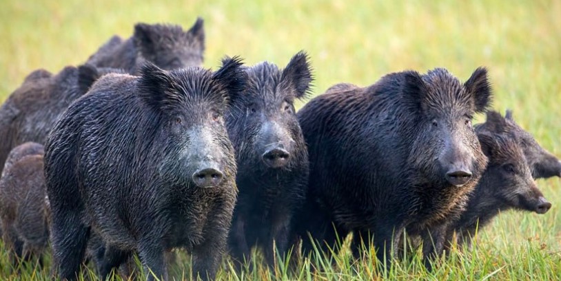 डोटीमा बँदेलको समूहले गहुँबाली सखाप पार्दै