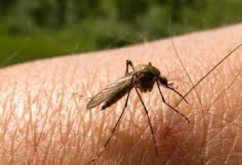 सुदूरपश्चिम प्रदेशमा १८६ जना औलो रोगी फेला परे