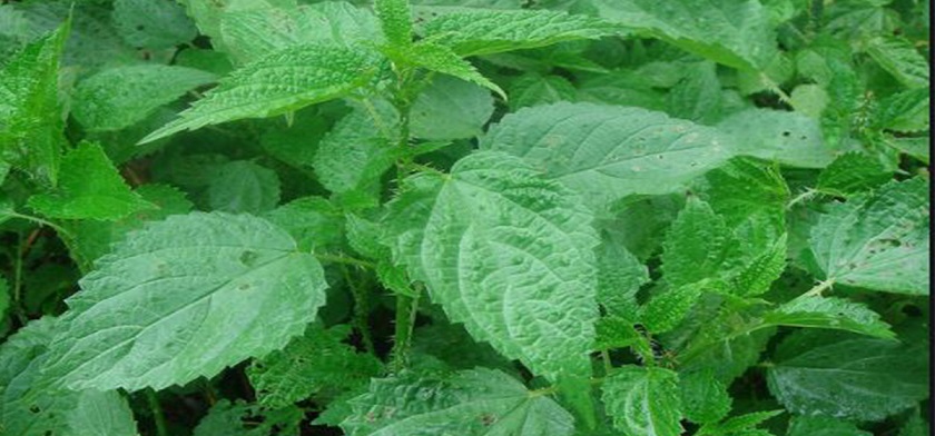 सिस्नुपानीले हानेर मनाइने विसु पर्व