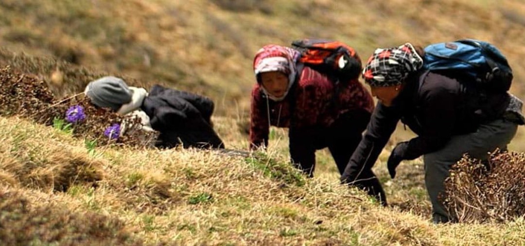 दार्चुलामा अनुमतिविना यार्सागुम्बा सङ्कलनकर्ता पाटनमा