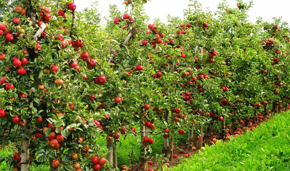 दार्चुलामा इटालियन गाला र फुजी जातको स्याउ फल्न थाल्यो