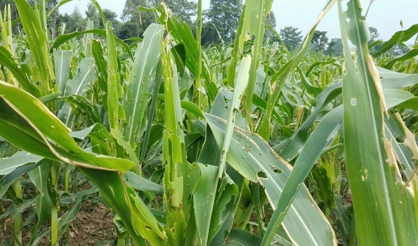 मकैमा अमेरिकी फौजी किराको प्रकोप