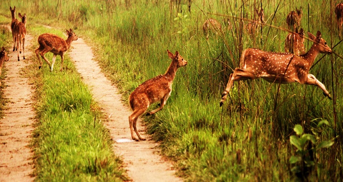 बन्दाबन्दीमा वन्यजन्तु र बहुमूल्य जडीबुटीको चोरी शिकार बढ्यो