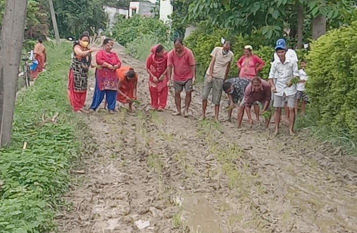धनगढीमा स्थानीयले सडकमै गरे रोपाइँ, सरकारविरूद्ध प्लेकार्डसहित नाराबाजी