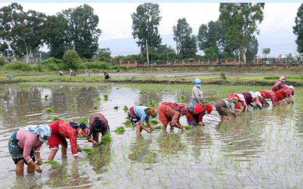 सुदूरपश्चिममा कोरोना र विपद्को जोखिमका बीच धान रोपाइँको चटारो
