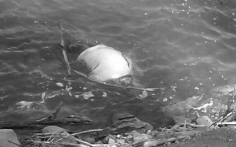 बाजुरामा बगेर वेपत्ता भएका एक जनाको शव भेटियो, अर्का बालक अझै वेपत्ता