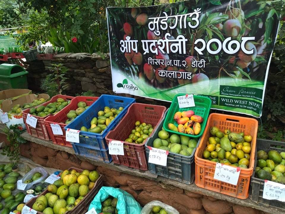 डोटीको शिखर नगरपालिकामा आँप प्रदर्शनी