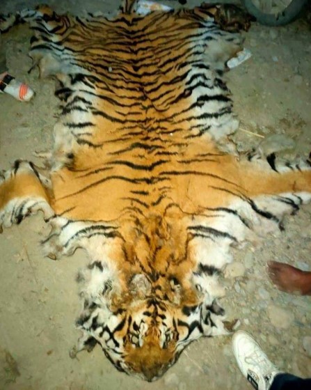 कैलालीको मसुरिया पुगेको बाघ सिकारीले मारेको पुष्टि