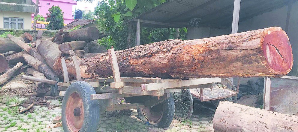 धनगढीमा अबैध काठसहित चार जना पक्राउ