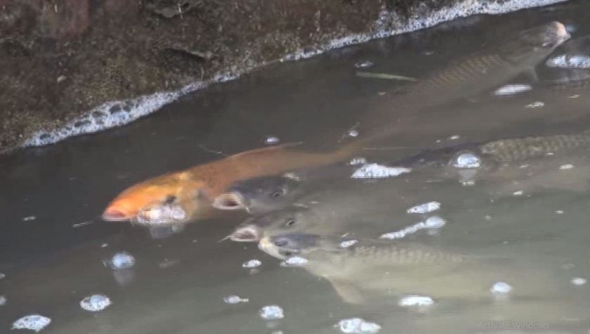 रसुवामा उत्पादित ट्राउट माछा दार्चुलासम्म
