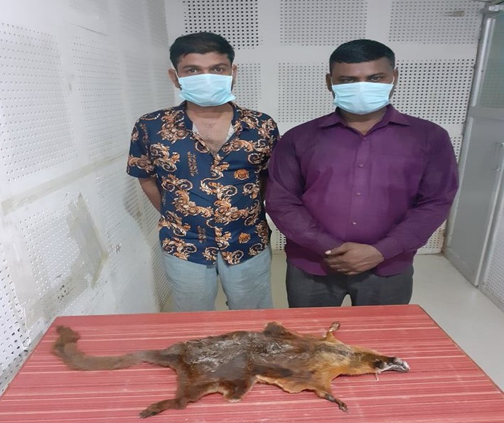 रेडपाण्डाको छालासहित धनगढीमा दुईजना पक्राउ