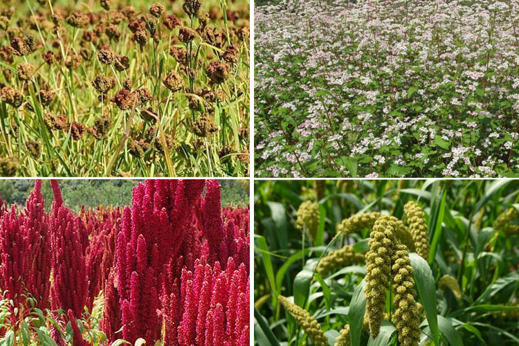 सुदूरपश्चिम प्रदेशका पहाडी जिल्लामा रैथाने अन्नबाली लोप हुँदै