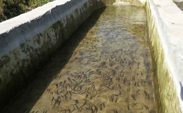 डोटीमा व्यावसायिक रूपमा ट्राउट माछापालन शुरु