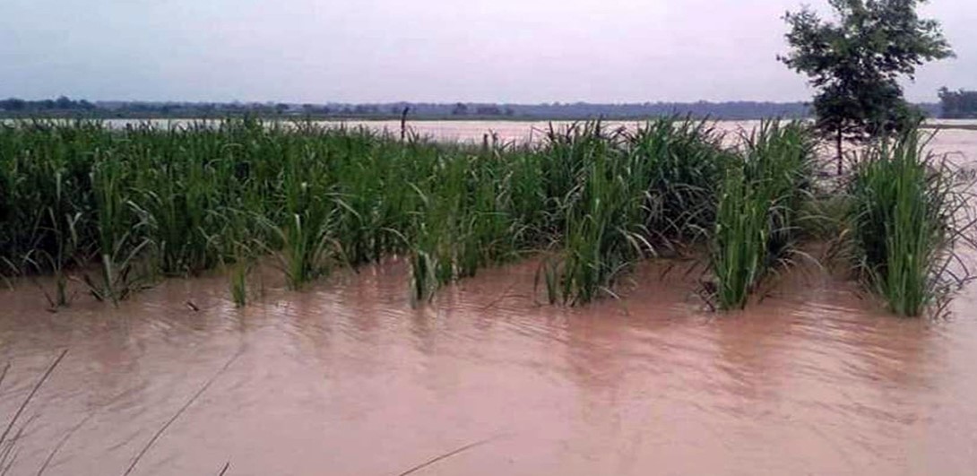 कञ्चनपुरमा दोदा नदीले उखु र धान रोपेको जग्गा बगाउन थाल्यो