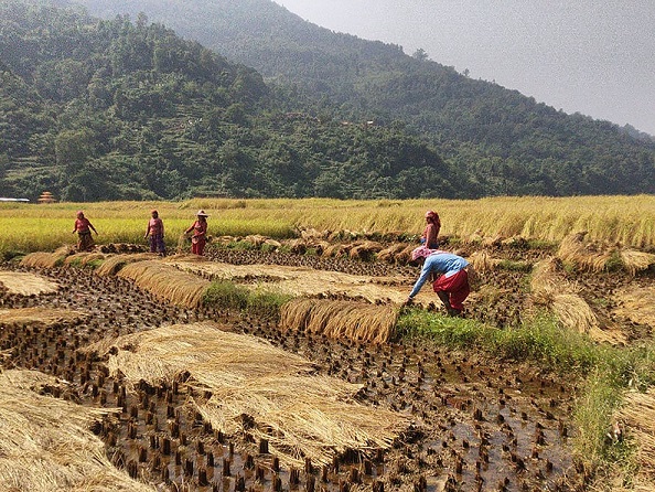 सुदूरपश्चिम प्रदेशका किसानलाई धान भित्र्याउने चटारो