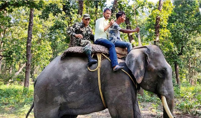 कञ्चनपुरमा चितुवा भगाउन हात्तीसहितको टोली परिचालन