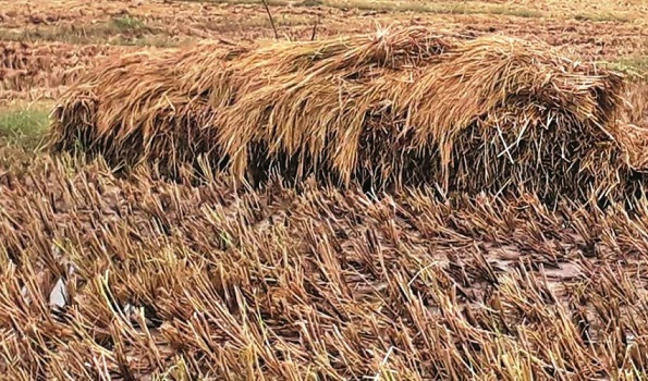 काटेर सुकाउन राखेको धान खेतमै उम्रियोः लागत खर्च नउठ्दा किसान निराश