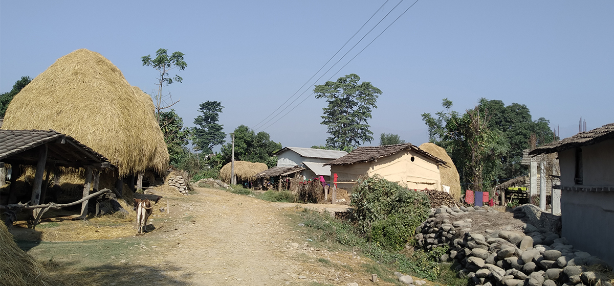 छैन चहलपहल, थारू गाउँमा माघी अलमल