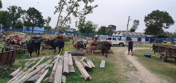 कैलालीको बर्दगोरियामा सात गोरुगाडा सहित ३० गोलिया काठ बरामद, ३ जना प्रकाउ