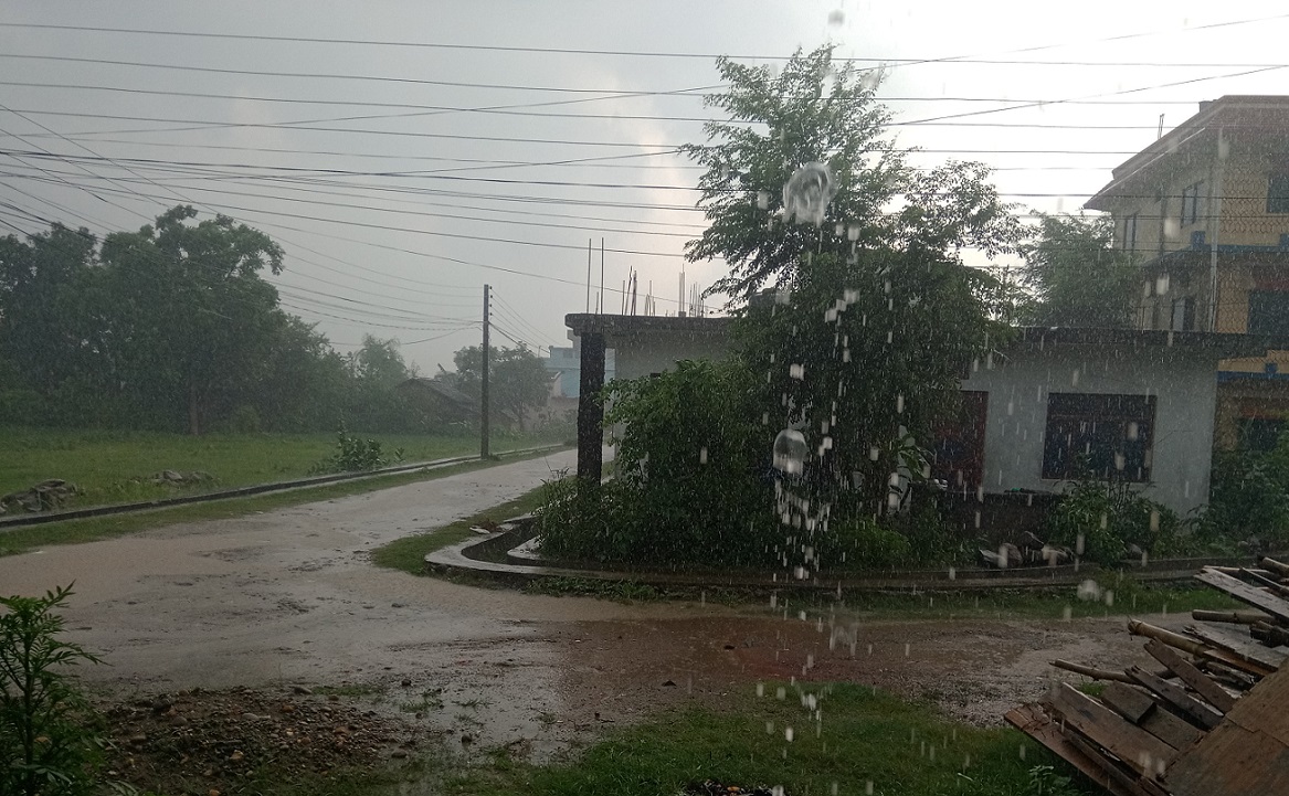 कैलालीमा झरी पर्न थालेपछि किसान खुसी