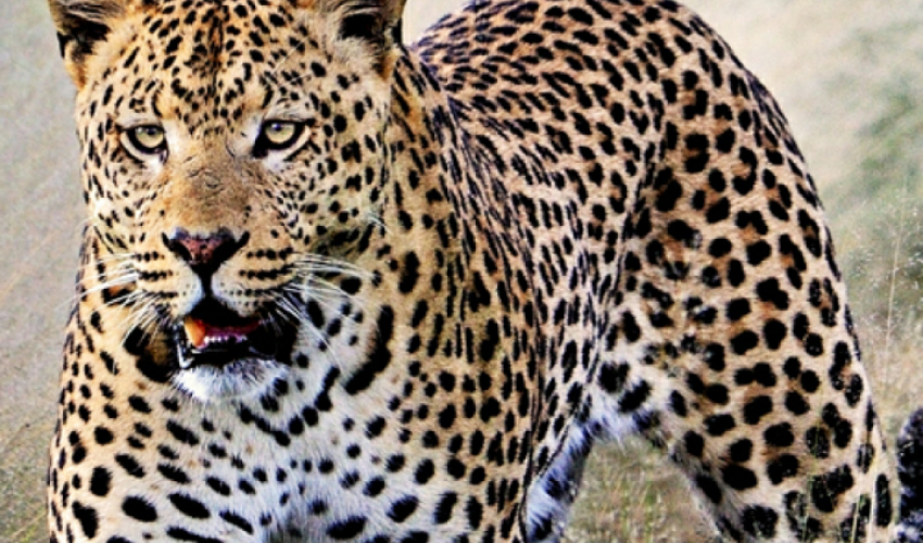 डोटीमा घरभित्रै पस्यो चितुवा, दुईजना घाइते