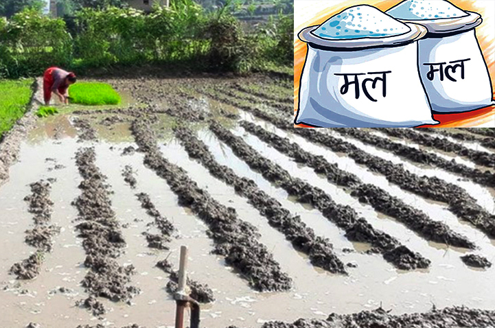 कञ्चनपुरका किसानलाई​​​​​​​ वर्षाले राहत, मल अभावले निराश