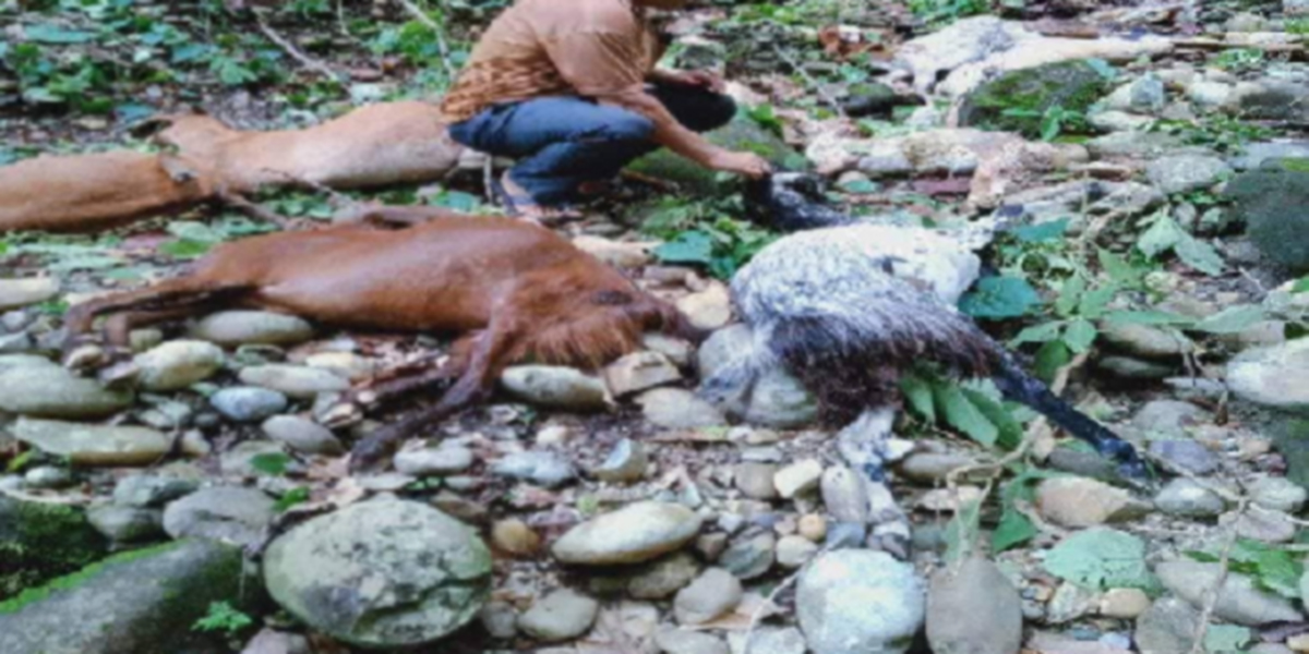कैलालीमा बाघले एकैदिन २१ बाख्रा मार्‍यो